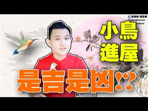 鳥飛入屋|【小鳥跑進家裡】小鳥闖進家裡，是什麼吉兆還是凶兆？教你看懂。